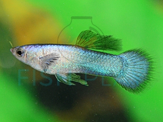 blue panda guppy