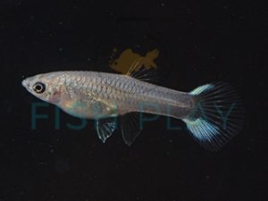 Sky Blue Endler Guppy (Female) (5pcs) - FishPlay