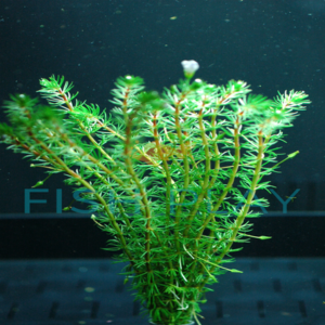 Bacopa myriophylloides - FishPlay