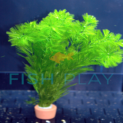 Myriophyllum elatinoides - FishPlay