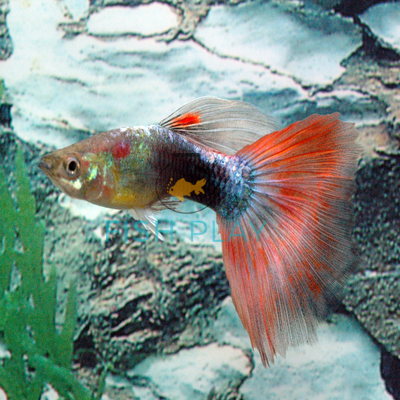 guppy neon red