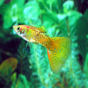 Golden Snakeskin Guppy (10pcs) - FishPlay