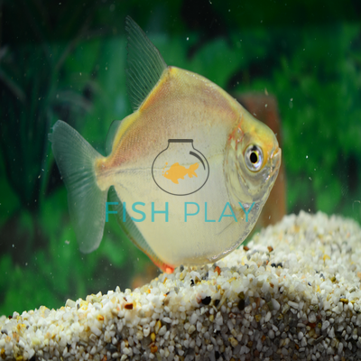 silver freshwater aquarium fish