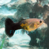 Black Tail Guppy (Female) (10pcs) - FishPlay