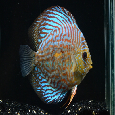 Red Turquoise Discus - FishPlay