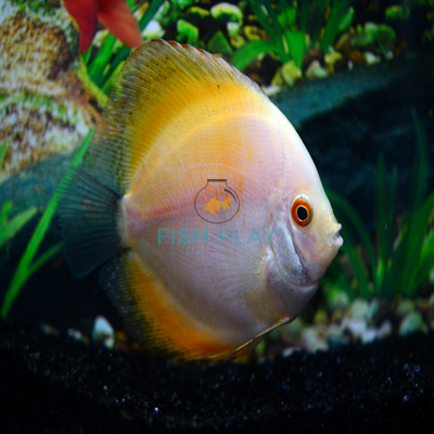 golden marlboro discus