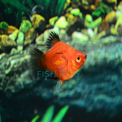 Red Balloon Platy-Wagtail (10pcs) - FishPlay