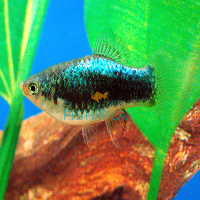 Blue Tuxedo Platy (10pcs) - FishPlay