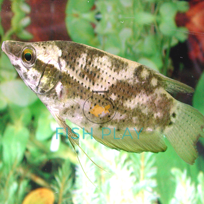 Noble Gourami - FishPlay