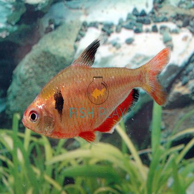 serpae tetra for sale