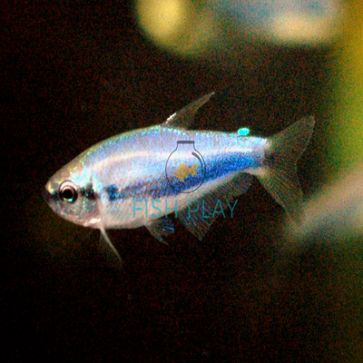 tetra fish blue