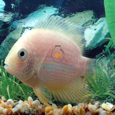 white severum fish