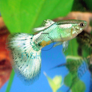 Green Diamond Guppy (10pcs) - FishPlay