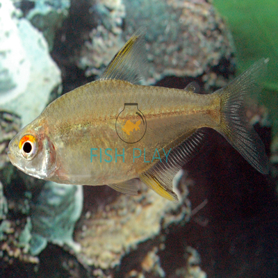 lemon tetra for sale