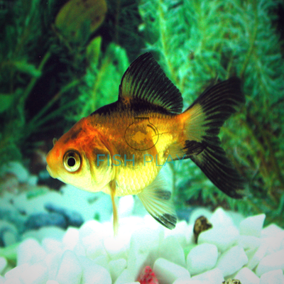 Red and Black Fantail Goldfish - FishPlay