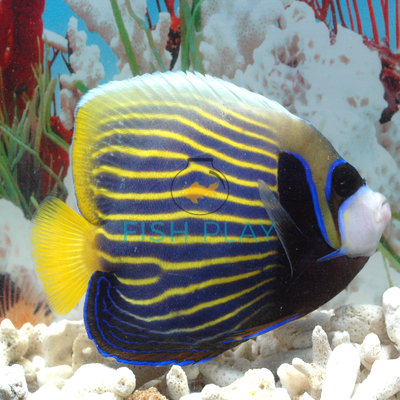 Emperor Angelfish Facts and Photographs