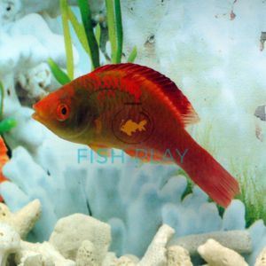Pink Fairy Wrasse
