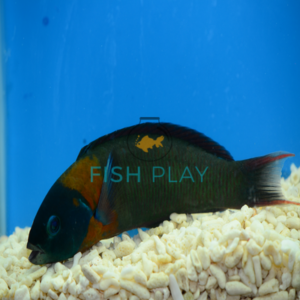 Saddle Wrasse