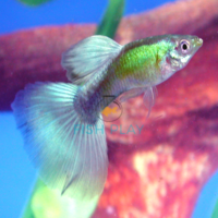 Blue Diamond Guppy (5 Pairs) - Fishplay